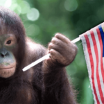 What’s behind Malaysia's Orangutan Diplomacy?