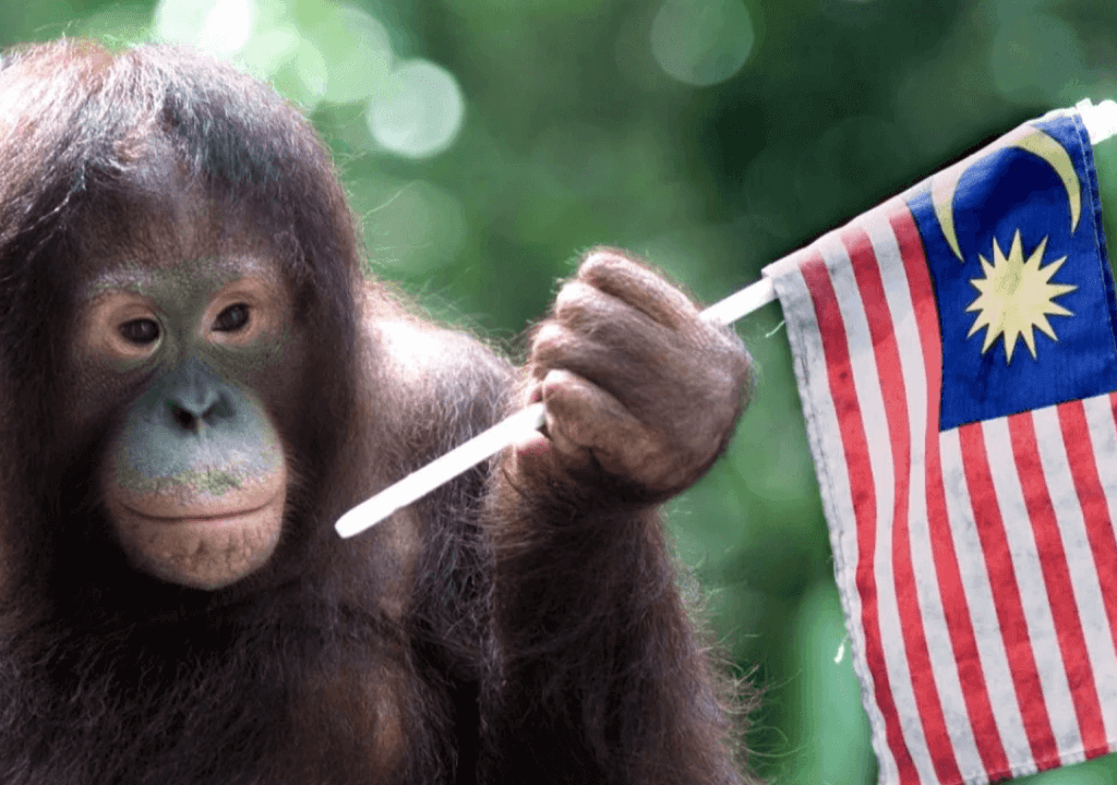 What’s behind Malaysia's Orangutan Diplomacy?